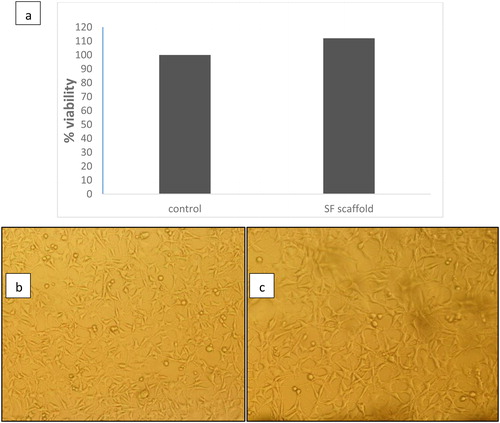 Figure 4. MTT assays and cytotoxicity studies against L-929 Cells: (a) Cell viability (%) During 24 h of incubation, (b) Optical microscopy images after incubation with control, (c) Optical microscopy images after incubation with SF nanofibers scaffold.