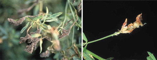 Fig. 1 (Colour online) Symptoms of severe blossom blight on alfalfa caused by Botrytis cinerea (left) and Sclerotinia sclerotiorum (right)