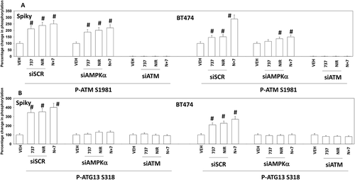 Figure 8. Knock down of ATM or AMPKα prevents [SRA737 + niraparib] from stimulating ATG13 S318 phosphorylation. (a) Spiky and BT474 cells were transfected with a scrambled siRNA control or with siRNA molecules to knock down ATM or AMPKα. Twenty-four h after transfection, the cells were treated for 4h with vehicle control, SRA737 (250 nM), niraparib (2.0 μM) or the drugs in combination. After 4h, cells were fixed in place and immunostaining performed to determine the total expression of ATM and the phosphorylation of ATM S1981. (n = 3 independent assessments from 40 cells per image +/- SD) # p < 0.05 greater than vehicle control; * p < 0.05 less than siSCR control; ** p < 0.05 greater than corresponding value in siATM cells. (b) Spiky and BT474 cells were transfected with a scrambled siRNA control or with siRNA molecules to knock down ATM or AMPKα. Twenty-four h after transfection, the cells were treated for 4h with vehicle control, SRA737 (250 nM), niraparib (2.0 μM) or the drugs in combination. After 4h, cells were fixed in place and immunostaining performed to determine the total expression of ATG13 and the phosphorylation of ATG13 S318. (n = 3 independent assessments from 40 cells per image +/- SD) # p < 0.05 greater than vehicle control.