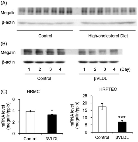 Figure 2. Western blot of megalin in mouse kidney homogenate and effects of βVLDL on megalin in kidney derived cultured cells. (A) Male C57BL/6 mice (n = 7 per group) were fed normal diet or high-cholesterol diet for 12 weeks. Kidney extracts were used to determine the protein levels of megalin by Western blot. (B) LLC-PK1 was incubated for the indicated number of days with or without 0.2 mg TC/mL βVLDL. (C) HRMC and HRPTEC were incubated with or without 0.2 mg TC/mL βVLDL for two days in triplicate. Each bar represents the mean ± SE, *p < .01, ***p < .001, as compared with control.