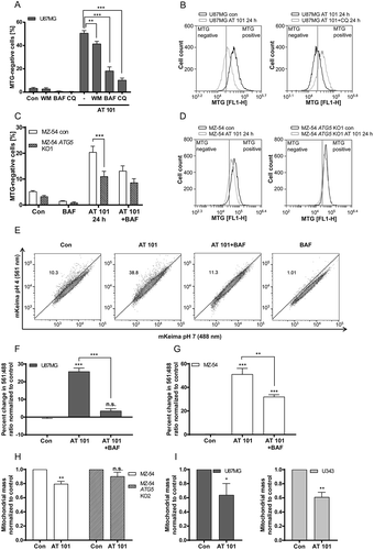 Figure 5. Mitophagy induced by AT 101 is blocked by autophagy inhibition. (A, B) Quantification of MTG-negative cells by flow cytometric analysis (A) and exemplary measurements of MTG intensity by flow cytometry (B). U87MG cells were treated with AT 101 (15 µM) alone or in combination with bafilomycin A1 (BAF; 10 nM), wortmannin (WM; 100 nM) and chloroquine (CQ; 20 µM). Wortmannin was added to the cells 48 h before harvest and all other treatments were performed for 24 h. (C, D) AT 101 (15 µM) and/or bafilomycin A1 (BAF; 10 nM) was applied to the MZ-54 control and ATG5 KO cells for 24 h. The threshold for MTG-positive cells was set according to the control. DMSO was used as control (Con). Experiments A-D were repeated 3 times. Data are mean + SEM from n = 9–12 samples (5000–10,000 cells measured in each sample, 3–4 samples per experiment). (E-G) U87MG and MZ-54 cells stably expressing mito-mKeima were exposed to AT 101 (15 µM) in the presence or absence of bafilomycin A1 (BAF; 100 nM) or to DMSO (Con) for 6 h and subjected to flow cytometric analysis. (E) Representative experiment of U87MG cells. (F, G) Quantification of the changes in the mean value of the 561 nm:488 nm ratio, which corresponds to the pH where mKeima is located, normalized to control. Data represent mean + SEM of 3 replicates with 10,000 cells measured in each sample. (H, I) The glioma cell lines MZ-54 and MZ-54 ATG5 KO2 (H), U87 and U343 (I) were treated with 15 µM AT 101 for 30 h followed by q-RT-PCR in order to assess the mitochondrial mass determined as the ratio between the DNA levels of the mitochondrial gene MT-ND1 and the nuclear gene LPL. Experiments were repeated 3–4 times with 3 technical replicates. Data are mean + SEM from n = 3–4 samples.