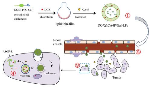 Figure 1 Schematic illustration of combination therapy. ①Preparation of DOX&CA4P/Gal-LPs, ②Liver-targeting delivery via blood cycle, ③Cellular uptake mediated by ASGP-R, and ④\Drug release in tumor cells.