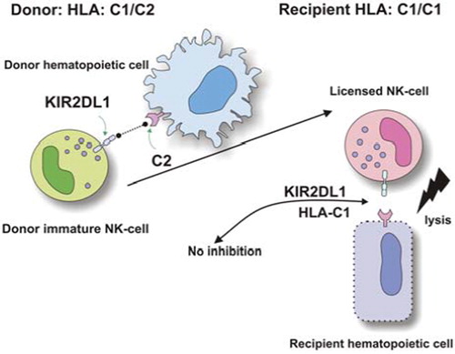 Figure 4. The ‘licensing’ hypothesis in the setting of haploidentical SCT: Donor/recipient pair with NK alloreactivity to GVH direction according to ‘KIR ligand–ligand mismatch’ model (detailed description of the events is given in the text).