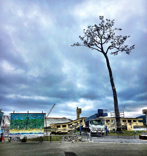 Figure 2. Ipponmatsu (miracle tree) in Rikuzentakata, Japan. (Photo courtesy of Flavia Fulco, Sophia University, Tokyo)