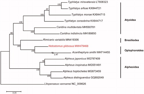 Figure 1. The maximum-likelihood phylogenetic tree based on 13 protein-coding mitochondrial genes in 13 species in Caridea and one Litopenaeus mitogenome as an outgroup. The numbers at each branch represent bootstrap values (1000 replicates) and Genbank accession numbers for published sequences are incorporated. The branch lengths are proportional unless stated (for Acanthephyra smithi).