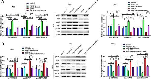 Figure 5 The influences of miR-1249/GNA11 on gastric cancer cell properties may be regulated by PI3K/AKT/mTOR pathway. Through qRT-PCR and Western blotting, the mRNA and protein levels of p-PI3K, p-AKT, p-mTOR in (A) AGS and (B) SNU1 cells were determined. **p<0.01 vs control group. ##p<0.01 vs mimic NC group. &&p<0.01 vs miR-1249 mimic+GNA11 group.