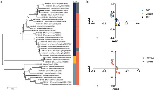Figure 1. (a) Neighbor joining tree of the IDV HEF gene reconstructed using a p-distance model implemented in MEGA7. (b) PCA of IDV according to different clades and hosts. The D/660, D/Japan and D/OK clades and swine and bovine hosts are represented in light blue, yellow, dark blue, grey, and orange, respectively.