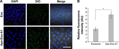 Figure 3 Uptake of exosome by HepG2 cells.Notes: (A) Confocal images of HepG2 cells after 12 h incubation with 200 μg/mL of DiO-labeled Exo and Apo-Exo-A1 under 37°C 5% CO2 condition. Images of DiO-labeled exosomes (green) and DAPI (blue) stained nuclei were imaged by merging the confocal images. (B) Relative fluorescence intensity of DiO-labeled exosomes internalized in HepG2 cells. Scale bars represent 100 μm. Data are shown as mean ± SD (n=3) with significance value *p<0.05.Abbreviations: Apo-Exo-A1, Apo-A1-modified exosomes; DiO, 3′-dioctadecyloxacarbocyanine perchlorate.