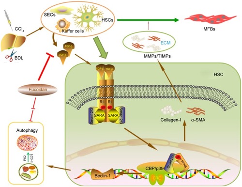 Figure 5 Mechanism of fucoidan action.