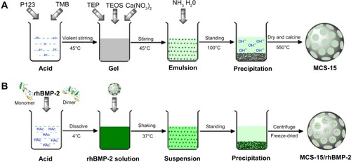 Figure 1 Schematic diagram showing the preparation process of (A) MCS-15 with mesoporous structure and (B) MCS-15/rhBMP-2 system.Abbreviations: MCS, mesoporous calcium–silicon; rhBMP, recombinant human bone morphogenetic protein; TMB, 3,5-mesitylene; TEP, triethyl phosphate; TEOS, ethyl silicate.