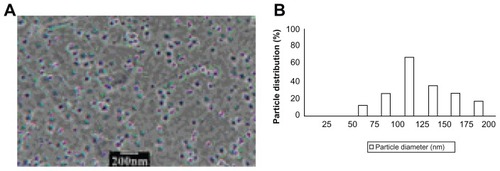 Figure 1 Particle average size and size distribution of quercetin nanoliposomes. Image (A) and mean size (B) of quercetin nanoliposomes.