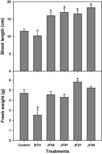 Figure 2. Growth promotion of tomato plants by four fungal isolates (JF02, JF07, JF27, and JF44). Surface sterile tomato seeds were treated with a fungal spore suspension (107 spores/mL) at 28 °C for 3 h. Tomato seeds were grown in pots containing a potting mixture for 4 weeks (5–6 leaf stage), then the shoot length (cm) and fresh weight (g) were measured. Asterisks on the bars indicate significant differences (p < .05) compared with the control according to the least significant difference test.