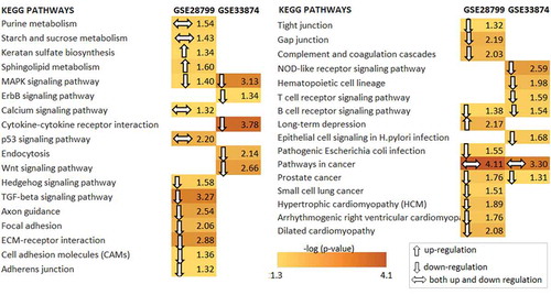 Figure 2. Statistically significant main biological pathways in ovarian cancer stem cells. Resultant differentially expressed genes of both datasets according to enrichment analysis results (p value <0.05) were identified via the Database for Annotation, Visualization and Integrated Discovery (DAVID) functional annotation tool based on the information on gene-reaction-pathway associations from Kyoto Encyclopedia of Genes and Genomes (KEGG) database for Homo sapiens. Down and up-regulated gene list was used to obtain down and up-regulated pathways. Regulation pattern of pathways represented by arrow directions.