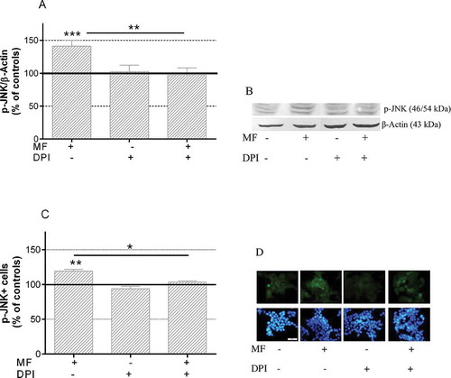 Figure 5. Expression of p-JNK and rate of p-JNK+ cells after 20-minute MF exposure in the presence or absence of DPI. (a) Western blotting quantification of p-JNK expression. Each bar, normalized over the corresponding controls (line 100%), are means ± SEM of 4 experimental replicates with 12 samples (3 sham-exposed, 3 DPI, 3 MF and 3 DPI + MF) per replicate. (b) Representative blots of p-JNK at the different exposure conditions (MF+) or sham-exposure (MF-), using β-Actin as loading control. (c) Immunofluorescence quantification of p-JNK+ cells by computer-assisted image analysis. The data, normalized over the corresponding controls (line 100%), are means ± SEM of 3 experimental replicates. (d) Representative images of p-JNK labeling (upper panel) and Hoechst-stained nuclei of the cells in the corresponding upper micrographs (lower panel). Scale bar = 50 µm. *: 0.01 ≤ p < .05; **: 0.05 ≤ p < .01; ***: p < .001 (ANOVA and Student’s t-test)