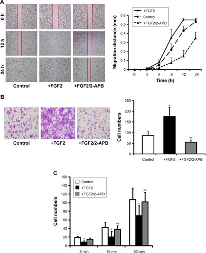 Figure 3 2-APB impairs increased horizontal and vertical migration and decreased adhesion of MUM2B cells caused by FGF2. (A) Images of wound healing assay at 0, 12, and 24 h (100×) (left). Migration distances at different times in the wound healing assay (right); (B) Cells invading through the Boyden chamber were stained (200×) (left). The numbers of invading cells were counted in five predetermined fields (right); (C) The numbers of bound cells were counted in five high magnification (200×) fields (*P<0.05 between FGF2-treated cells and the control cells, **P<0.05 between FGF2/2-APB-treated cells and the FGF2-treated cells).