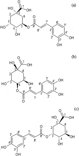 Figure 6. The chemical structure of 5-O-caffeoylquinic acid (a), 4-O-caffeoylquinic acid (b), and 3-O-caffeoylquinic acid (c)