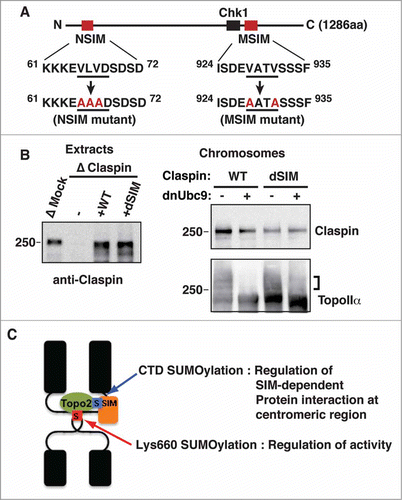 Figure 6. SIMs on Claspin are required for its SUMOylation-dependent binding to mitotic chromosomes. (A) A schematic of the primary structure of Claspin. The SIMs and Chk1 binding domainsCitation42 are indicated as red and black boxes, respectively. The point mutations in each SIM are red. The residue numbers are indicated on the side. (B) Endogenous Claspin was replaced with either recombinant WT or a dSIM mutant by immunodepletion/add-back. The efficiency of depletion and amount of supplemented recombinant proteins were confirmed by immunoblotting (left panel, Extracts). Mitotic chromosomes from Claspin-replaced XEEs were analyzed by immunoblotting with the indicated antibodies. The SUMOylated form of TopoIIα is indicated by a bracket. (C) A proposed model of the dual function of TopoIIα SUMOylation on mitotic centromeres.