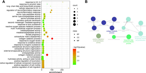 Figure 5 Bubble diagram of GO functional enrichment analysis of overlapped genes (A) The bubble chart. (B) The visualization analysis of BPs.