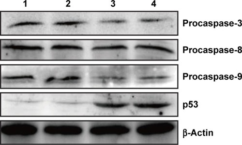 Figure 3 The expression levels of p53 and apoptosis-related proteins (procaspase-3, -8, and -9) by Western blotting.Notes: Lane 1: control; lane 2: free p53 plasmid; lane 3: PEI25K/p53; and lane 4: Chol-g-PMSC-PPDL/p53.Abbreviation: PEI25K, poly(ethylenimine) with a weight-average molecular weight of 25,000 g/mol.