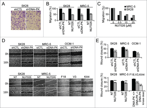 Figure 3. The depletion or inhibition of DNA-PKcs impairs cell migration. Cell migration was measured in a Transwell assay (A–C) and in a wound healing assay (D, E), in cells depleted of DNA-PKcs by siDNA-PK (MRC-5) or shDNA-PK (SK28 and OCM-1) or after the inhibition of DNA-PKcs with a specific inhibitor (10 μM NU7026). Wound healing was assessed in DNA-PK-deficient V3 rodent cells complemented with wild-type DNA-PK (F18 cells) or the kinase-dead DNA-PKcs mutant (KA4 cells). (A) Representative image of shCTL-treated and shDNA-PK-treated migratory cells, fixed on the bottom of a Transwell filter. (B) The percentage cell migration was calculated from the number of cells migrating to the bottom of the filter and was normalized with respect to the corresponding control. The values shown are the means of at least 3 independent experiments (each conducted in duplicate) for each set of experimental conditions. (C) Dose effect of the inhibitor, NU7026, on the migration of MRC-5 and SK28 cell lines. (D) Example of wound healing microscopy measurements in the various conditions. (E) Percentage wound closure, estimated as the difference in cell-free surface area between the images obtained at 0 h and 16 h (24 h for OCM-1 cells) in the various conditions (n=2 independent experiments per set of conditions). The significance of differences was assessed in Mann-Whitney tests. *P < 0.05, **P < 0.005.