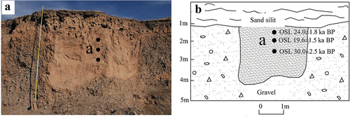 Figure 5. (A) The section of Huangchengzi involutions, Menyuan Basin, Qinghai Province. (B) Schematic diagram illustrating the involution and dating.