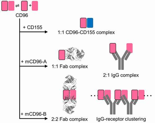 Figure 2. Cartoon schematic of binding assemblies of CD155 ligand, Fabs, and IgGs to mouse CD96 reveals two distinct antibody blocking mechanisms
