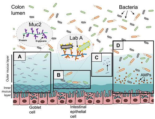 Figure 1 Interactions between mucin-type O-glycans and intestinal flora. (A) The glycan distribution of the outer mucus is loose, and the glycan of the inner mucus interweaves into a network to act as the mucous membrane barrier; (B) LabA interacts with a lacdiNAc structure (GalNAcβ1-4GlcNAc) present on the mucin MUC5AC in the gastric mucosal layer; (C) Bacteria decompose glycans into oligosaccharides under the action of glycosidase and use it; (D) the antimicrobial peptides (AMPs) in the mucus1 are distributed in step concentration and inhibit bacteria pathogens in the mucus.