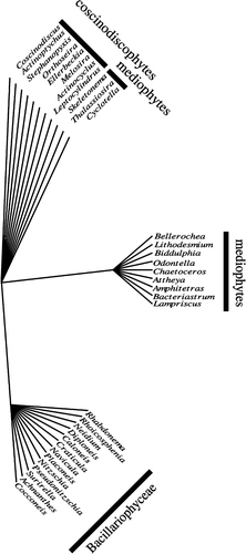 Fig. 9. Unrooted tree of diatom genera as determined by a parsimony analysis of the morphology matrix of Table 2 in Medlin (2004). Strict consensus of eight trees.