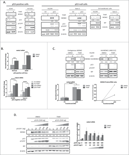 Figure 1 (See previous page). p53 down-regulates MDM2 expression under Endoplasmic Reticulum stress. (A) Western blots of cell lysates extracted from p53-positive A549 and HCT116 (left) and Empty Vector (EV)- (right) or p53-transfected (center) p53-null H1299 and Saos-2 cell lines show that MDM2 expression is down-regulated on a p53 and ER stress dependent manner. Expression of MDM2 was estimated from densitometry analysis performed with Bio-PROFIL Bio 1-D software (Vilbert Lourmat) on chemiluminescence images acquired using CHEMI-SMART 5000 documentation system and Chemi-Capt software (Vilbert Lourmat). Values of MDM2 were normalized against their correspondent actin value and then against DMSO-treated cells in the case of A549 and HCT116 and EV- or p53-transfected and DMSO-treated cells in the case of H1299 and Saos-2. 500 ng of DNA were used in transfection. (B) Samples from A were analyzed in parallel for the effect of p53 expression on endogenous mdm2 mRNA levels using relative RT-qPCR for p53-positive (top) and EV- of p53-transfected p53-negative (below) cell lines. Values were normalized against actin and are presented as fold change relative to DMSO-treated cells in the case of HCT116 and A549 and relative to EV-transfected and DMSO-treated cells for H1299 and Saos-2, set to 1 (mean ± s.d., n = 3 performed in duplicates). (C) Western blots show expression of endogenous MDM2 (upper left) or exogenous HA-tagged MDM2 carrying only the coding sequence (HA-MDM2) (upper right) in the presence or absence of a small amount (31 ng) of transfected p53 in H1299 cells. In the case of exogenous HA-MDM2, cells were also treated with proteasome inhibitor MG132 (25 µM, 2 h) to minimize effects related to protein stability. Values of MDM2 and HA-MDM2 protein expression were obtained as in A and normalized against their correspondent actin value and then against p53-transfected and DMSO-treated cells in the case of MDM2 and against p53-transfected and DMSO or THAP-treated cells for HA-MDM2. Relative RT-qPCR on endogenous mdm2 was carried out in parallel (lower left). Values were normalized against actin and are presented as fold change relative to EV-transfected and DMSO-treated cells, set to 1 (mean ± s.d., n=3 performed in duplicates). Ratio of protein/RNA for endogenous MDM2 expression were calculated and presented as fold change compared to p53-transfected and DMSO-treated cells (lower right). (D) Endogenous MDM2 expression was analyzed in H1299 cells co-transfected with increasing amounts of p53/47 (0-500 ng) and a fixed amount of p53FL (500 ng). Cell lysates and mRNA levels were analyzed in parallel by western blot (left) and relative RT-qPCR (right), respectively. Values of MDM2 protein expression were normalized against actin. The value 1.0 was set for 500 ng of p53FL-transfected and DMSO-treated cells in western blot quantification. Values of RT-qPCR were normalized against actin and presented as fold change relative to EV-transfected and DMSO-treated cells (mean ± s.d., n = 3 performed in duplicates). For all experiments, 2 × 105 cells were seeded 24 h before transfection in 6-well plates. Thapsigargin (THAP., 100 µM) or DMSO treatments were done for 16 h. MDM2 was detected using 4B2 monoclonal antibody, HA-MDM2 was detected with an anti HA monoclonal antibody and both endogenous and exogenous p53 isoforms were detected using ACMDD serum (rabbit polyclonal antibody raised against peptide MDDLMLSPDDIEQC recognizing the N-terminus of p53/47).Citation30 BiP expression was used as a positive control for ER stress induction and β-Actin as loading control. Blots represent n ≥ 2. For all RT-qPCR, primers used to amplify MDM2 are: Forward 5′ ATCTACAGGGACGCCATC 3′ and Reverse 5′ CTGATCCAACCAATCACCTGAA 3′. In B top, Student's t-test compared data to the reference point as indicated. In B bottom and C down left, 2-way ANOVA compared data of the effect of treatment and transfection of p53 on mdm2 mRNA expression as indicated (for all, **P < 0.01; ***P < 0.001).