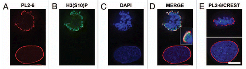 Figure 3 Co-immunostaining of U2OS interphase and metaphase cells with the epichromatin, mitotic marker and centromere (CREST) antibodies. The mitotic cell is on top of each part; the interphase cell is at the bottom. (A) mouse mAb PL2-6; (B) rabbit anti-H3 phosphorylated at serine 10, the mitotic marker H3(S10)p; (C) DAPI; (D) merge with an insert showing a 3-fold enlargement of the region denoted by an asterisk; (E) merged image of PL2-6, CREST and DAPI. Mouse mAb PL2-6 staining is shown in red, H3(S10)p and CREST in green, DAPI in blue. Each part is a single deconvolved optical slice of the same field. Bar equals 10 µm.