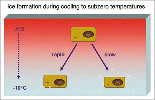 Figure 1 During cooling to subzero temperature water tends to flow out of the cell and the cell shrinks during this process. Ice nucleation is initiated at around −5°C outside the cell. If cooling is performed rapidly, small ice crystals form inside the cell. These small ice crystals will fuse to form larger crystals and damage the cell membrane during re-warming. If cooling is performed slowly, ice crystals are formed outside the cell, the environment of the cell becomes hyperosmotic and the cells will be injured by the ‘solution-effect’.