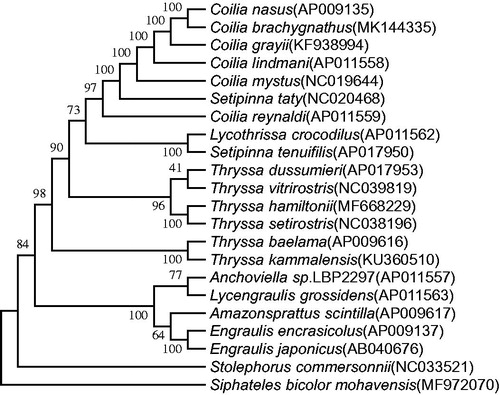 Figure 1. Phylogenetic tree of Coilia brachygnathus.