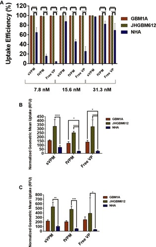 Figure 2 NHA demonstrate significantly lower uptake efficiency and normalized geometric mean uptake of free VP, sVPM, and fVPM compared to patient-derived GBMs. (A) Consolidated uptake efficiency data from all three cell types and treatments at 7.8, 15.6, and 31.3 nM (n=4, mean ± SD, one-way ANOVA with Bonferroni’s multiple comparisons test (**p ≤ 0.01, ****p≤ 0.0001)). (B and C) Consolidated normalized geometric mean measurements at 62.5 nM (B) and 125 nM (C) VP treatment for all three tested cell types (n=4, mean ± SD, one-way ANOVA with Bonferroni’s multiple comparisons test (*p ≤ 0.05, **p ≤ 0.01, ***p ≤ 0.001, ****p ≤ 0.0001)). Cells were normalized to untreated controls of the same cell type.