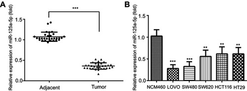 Figure 1 miR-125a-5p was downregulated in CRC tissues and cell lines. (A) The expression of miR-125a-5p in colorectal cancer and adjacent tissues was determined by qRT-PCR. (B) The expression of miR-125a-5pin five CRC cell lines LoVo, SW480, SW620, HCT116, HT29 and NCM460 was detected by qRT-PCR. Dates are expressed by mean ± standard deviation. (A) ***P<0.001 vs colorectal cancer adjacent tissues; (B) **P<0.01, ***P<0.001 vs NCM460.Abbreviations: CRC, colorectal cancer; NCM460, normal colonic mucosa epithelial cells; miR-125a-5p, microRNA-125a-5p.