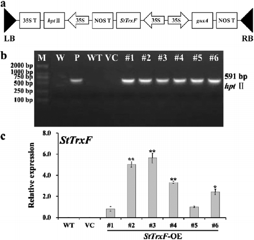 Figure 2. Molecular confirmation of transgenic plants. (a) Schematic diagram of the T-DNA region of binary plasmid pCAMBIA1301-StTrxF. LB, left border; RB, right border; hptII, hygromycin phosphotransferase II gene; StTrxF, potato thioredoxin type-F gene; gusA, β-glucuronidase gene; 35S, cauliflower mosaic virus (CaMV) 35S promoter; 35S T, CaMV 35S terminator; NOS T, nopaline synthase terminator. (b) PCR analysis of StTrxF expressing Arabidopsis plants. Lane M: DL2000 DNA marker (Transgen, Beijing, China); Lane W: water as a negative control; Lane P: plasmid pCAMBIA1301-StTrxF as a positive control; Lane WT: wild type; VC, control vector; Lanes #1–#6: different transgenic lines. (c) Expression levels of StTrxF in different transgenic lines. The A. thaliana Atactin gene was used as an internal control.