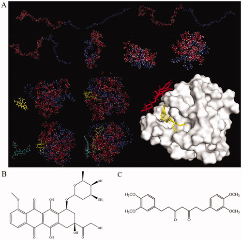 Figure 4. Molecular dynamic simulation illustrating (A) the self-assembly of copolymer mPEG-PLA, DOX (B), and DiMC (C) into the micellar system of CPM-DD. In part (A), the red line and blue-purple line represented mPEG and PLA, while the molecule in red was DOX, and that in yellow was DiMC, respectively.