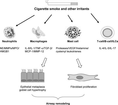 Figure 1 Role of inflammatory cells in airway remodeling in COPD.