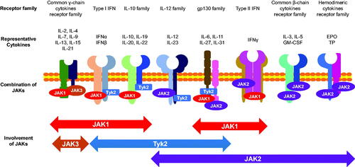 Figure 1. An overview of Janus kinase (JAK)-related cytokines. From the top, the coupled- receptor families, corresponding cytokines, combinations of JAKs, and coverage of subtypes of JAK inhibitors. INF: interferon, GM-CSF: Granulocyte-macrophage colony-stimulating factor, EPO: erythropoietin, TP: thrombopoietin.