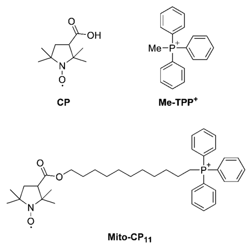 Figure 1 Structures of CP, Me-TPP+ and Mito-CP11.