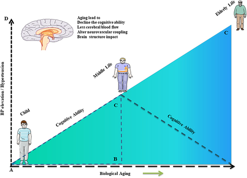 Figure 3 Depicts the consequences of biological aging and high blood pressure on a person’s life over time. Both are linked to cognitive, functional, and structural brain damage (cognitive loss, reduced cerebral blood flow, altered distribution of blood flow in response to the cognitive and physiological challenge, reduced grey matter volume, presence of white matter high intensities, greater diffusion within white matter tracts, more porous blood brain barrier, and presence of reactive oxygen species).