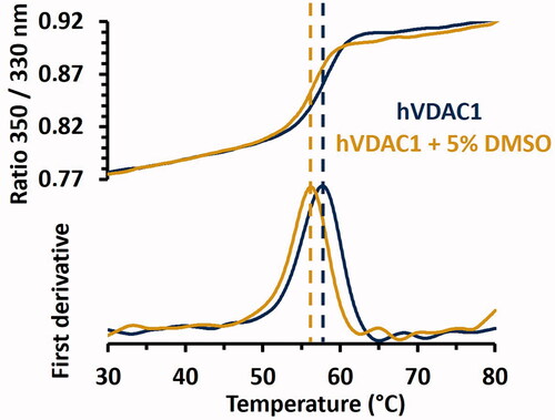 Figure 2. Thermal stability of hVDAC1 in LDAO micelles determined by NanoDSF in presence or absence of 5% DMSO. The S-shaped transition of the ratio of tryptophan fluorescence at 350 and 330 nm is displayed in the top figure while corresponding first derivatives are shown in the bottom figure. Inflection points, which correspond to the Tm, are indicated by dashed lines. Tm values were 57.60 ± 0.05 °C and 56.00 ± 0.07 °C in the absence or in the presence of 5% DMSO, respectively. Standard deviations were obtained by performing triplicates of each experiment.