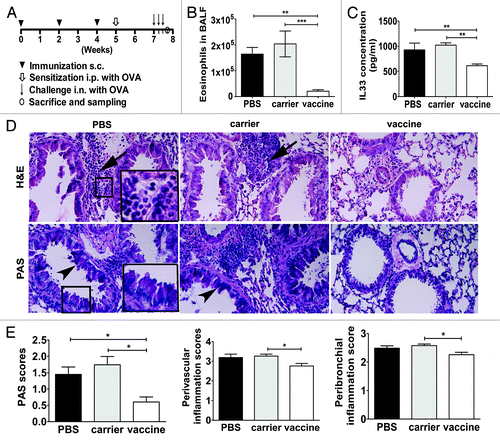 Figure 4. Vaccine reduces allergen-induced airway inflammatory responses. (A) The protocol used for assessing vaccine efficacy in an asthma model. (B) Vaccine reduces BALF eosinopilia; **P < 0.01; ***, P < 0.001. (C) Vaccine downregulates IL-33 accumulation in BALF. *P < 0.05; **P < 0.01. (D) Vaccine suppresses lung inflammation and goblet-cell hyperplasia through histological analysis of the lung. Representative images were stained with hematoxylin and eosin (H&E) and periodic acid–Schiff (PAS), respectively. Arrows point to accumulated inflammatory cells, and arrowheads point to goblet cells within the respiratory epithelium. The inserts are powered magnifications showing respectively infiltrated inflammatory cells (mainly eosinophils and lymphcytes) or goblet cells. (E) Semiquantitative analysis of histology. Peribronchiolar/perivascular accumulation of inflammatory cells was assessed using an indexed scale. Goblet-cell abundance was measured as the percentage of PAS-positive cells in the total airway epithelia of medium-sized airways (90–150 mm in diameter). The data were expressed as score values. *P < 0.05. All the statistical analyses were performed with One-way ANOVA followed by Newman-Keuls multiple-comparisons test. Original magnification, ×200.