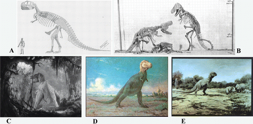 FIGURE 1: Reconstructed images of T. rex in the older, tail-dragging posture. (A) The original reconstruction of T. rex, drawn by W.D. Matthew. From CitationOsborn (1905). (B) Model reconstruction of two T. rex skeletons in fighting poses. From CitationOsborn (1913). (C) T. rex from the original 1933 motion picture King Kong. © 2012 Turner Entertainment; used by permission. (D) T. rex painting by Charles R. Knight (1946). Used by permission of the Natural History Museum of Los Angeles County. (E) T. rex painting by Charles R. Knight. Used by permission of the American Museum of Natural History.