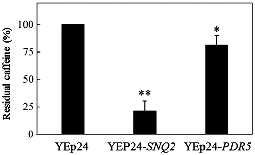 Fig. 2. Intracellular caffeine accumulation.Notes: KY25 (snq2Δ::kanMX4 pdr5Δ::CgHIS3) cells harboring plasmids were cultured and harvested as described in the Materials and Methods. Caffeine was extracted three times with chloroform and developed on silica gel TLC plates in chloroform:ethanol (9:1, v/v). Densitometry of the caffeine spots was performed with NIH Image J software (http://rsb.info.nih.gov/ij/). Data represent the mean ± SD relative to control (KY25 harboring YEp24) cells, which are set to 100%. *p < 0.05; **p < 0.001.