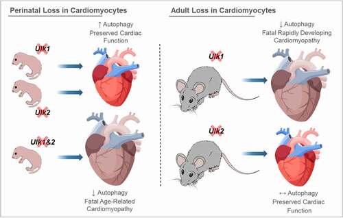 Figure 8. Differential consequences of perinatal vs. adult loss of ULK1 and/or ULK2 on cardiac autophagy and function. Perinatal deletion of ULK1 or ULK2 enhances basal cardiac autophagy. This adaptation requires the preserved expression of the remaining ULK (i.e., ULK1 in cU2-KO and ULK2 in cU1-KO) because perinatal loss of both ULK1 and ULK2 leads to impaired autophagy in the adult heart, age-related cardiomyopathy and early death. However, adult loss of cardiac ULK1 (i.e., in icU1-KO mice) rapidly impairs autophagy leading to dilated cardiomyopathy and heart failure, whereas adult loss of cardiac Ulk2 (i.e., in icU2-KO mice) does not impair autophagy or cardiac function. Attenuation of impaired cardiac autophagy following adult ULK1 loss (with trehalose; not depicted) does not delay cardiac dysfunction suggesting that ULK1 plays other important roles in the heart. Collectively, these findings indicate that ULK1 and ULK2 redundantly modulate autophagy and cardiac function early in development, but not in the adult unstressed heart.