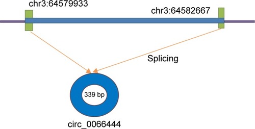 Figure 1 A schematic diagram of circ_0066444 origin.