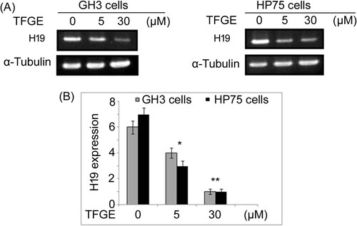 Figure 4. Effect of TFGE on H19 expression. The cells exposed to TFGE at 5 and 30 µM for 72 h or without exposure to TFGE were analyzed for H19 expression by RT-PCR assay. *P < .05 and **P < .02 vs. unexposed cells.