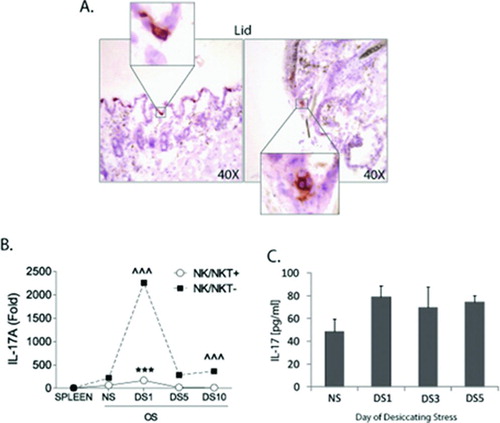 FIGURE 3.  γδ T cells and upregulation of IL-17 on the ocular surface early during the immunopathogenesis of desiccating stress (DS)-induced dry eye disease. (A) Immunohistochemistry on sagittal sections of whole eyes showed positive staining for γδ T cells using purified hamster anti-mouse γδ T cell receptor (8.75 μg/ml; BD Pharmingen). Images captured at 40×. (B) Reproduced from Zhang et al. [Citation106] mRNA levels in NK/NKT positive (+) and NK/NKT negative (–) ocular surface cells isolated from nonstressed (NS) spleen and ocular surface (OS) and at different time points after DS. Unfractionated spleen was used as a calibrator. *indicates p <0.05, ***indicates p < 0.001 comparison versus NS control NK/NKT+. ∧ indicates p < 0.05, ∧∧∧ indicates p < 0.001 comparison versus NS control NK/NKT. (C) Tear levels of IL-17. Relative levels of IL-17 in the tears of dry eye using Luminex analysis as previously described [Citation71]. (B and C) DS; DS1 = DS for 1 day, DS3 = DS for 3 days, DS5 = DS for 5 days, DS10 = DS for 10 days.