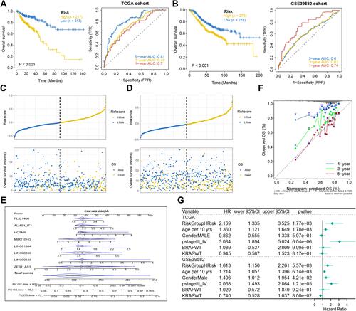 Figure 4 Analysis of prognostic survival of patients with COAD by risk model. (A and B) Kaplan-Meier curve and ROC curve drawn by dividing high- and low- risk groups based on the risk model in TCGA (A) and GEO (B) cohorts. (C and D) The risk score value of each sample, the survival status ranked from low to high-risk score in TCGA (C) and GEO (D) cohorts. (E) Nomogram to predict the 1-, 3-, 5-year OS for eight lncRNAs. (F) The calibration curves of the TCGA dataset. (G) The forest plot of multivariate COX regression analysis includes the risk model and clinical features.