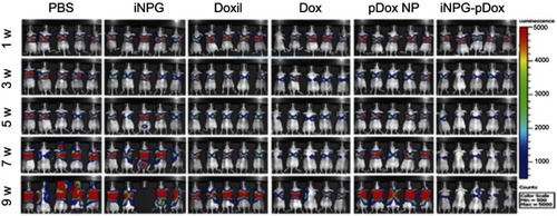 Figure 5 Inhibition of tumor growth and prolonged survival in mice bearing 4T1 tumor metastases to the liver and lung after treatment with iNPG-pDox.Note: Reprinted by permission from Springer Nature: Nature, Nature Biotechnology (https://www.nature.com/nbt/), Xu R, Zhang G, Mai J, et al. An injectable nanoparticle generator enhances delivery of cancer therapeutics. Nat Biotechnol. 2016;34(4):414–418, Copyright © 2016.Citation32